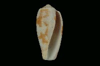 藏品(鬱金香芋螺)的圖片